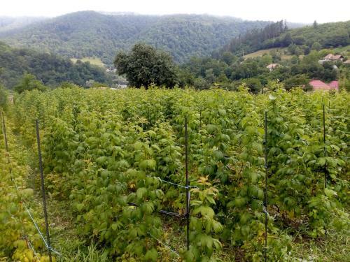 Hotel Fructele Padurii