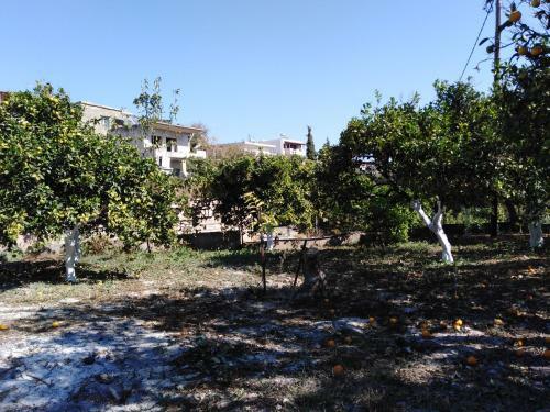 House Of Vine