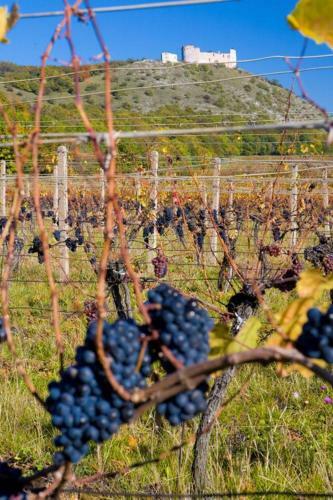 Apartm�n U Pl�?e S Terasou