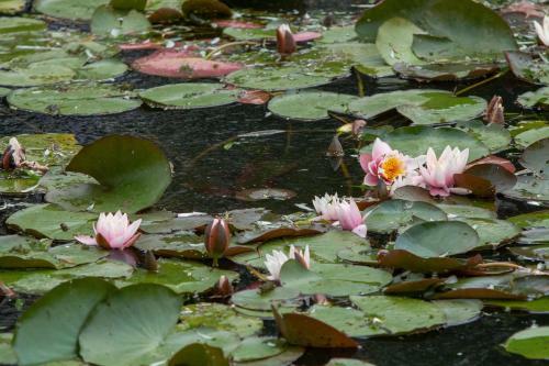 Rum Bridge Fisheries "carper's Cabin"