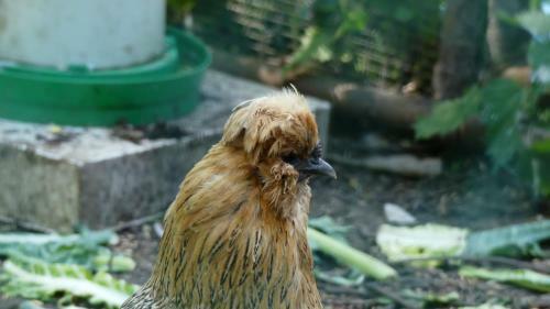 Rum Bridge Fisheries "carper's Cabin"