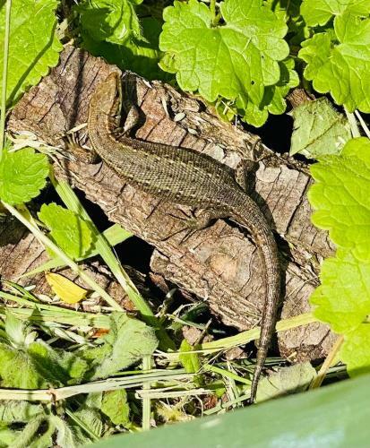 Rum Bridge Fisheries "carper's Cabin"