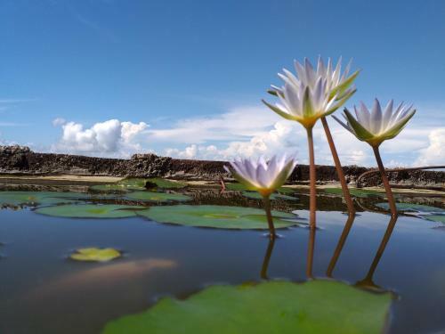Posada Aurora Village Inn Haputale Srilanka-