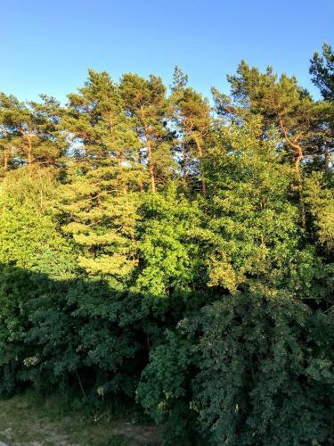 Apartamento Przy Sosnowym Lesie