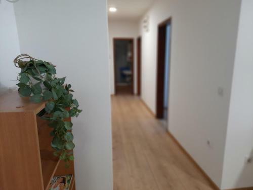Apartmani Sunflower