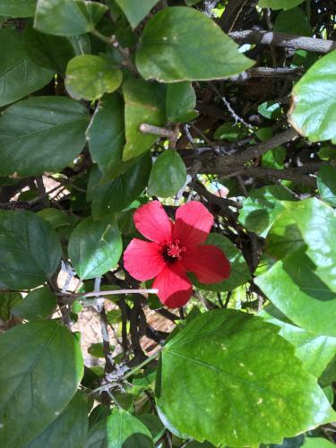 Apartamento La Mata Luxus Modern Beach Bungalow