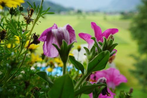 Agroturismo Urlaub Am Bauernhof Rothof