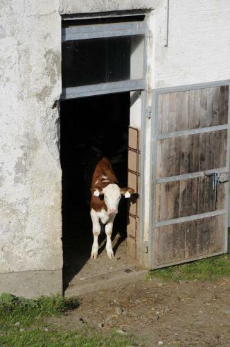 Hostal Pension Appartements �tzmooshof