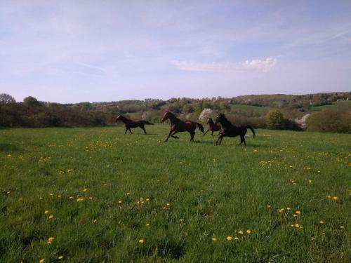 Bed & Breakfast Haras De La Croix D'argent