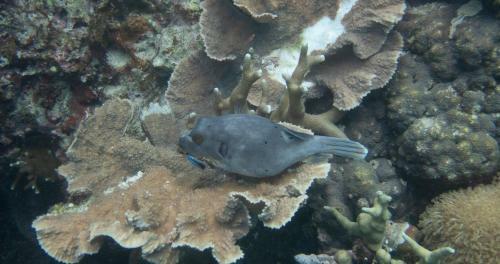 Albergue Alegria Dive Resort