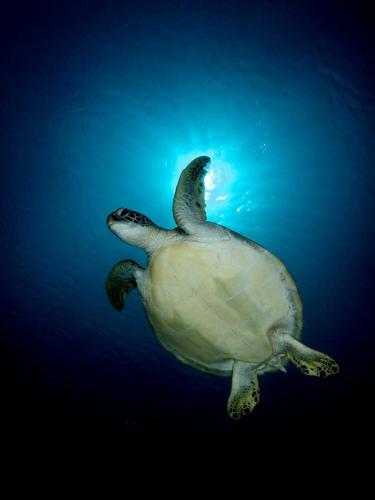 Albergue Alegria Dive Resort