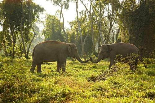 Hotel Anantara Golden Triangle Elephant Camp & Resort