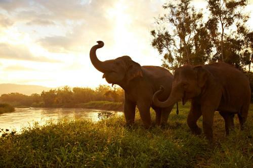 Hotel Anantara Golden Triangle Elephant Camp & Resort