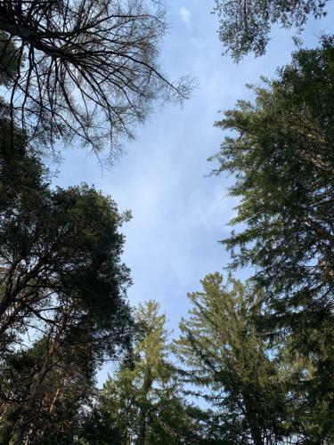 Hotel Gasthof Zum Gr�nen Baum