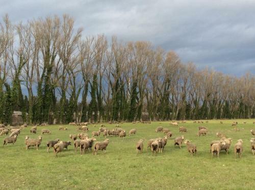Bed & Breakfast La Bergerie De Castellan