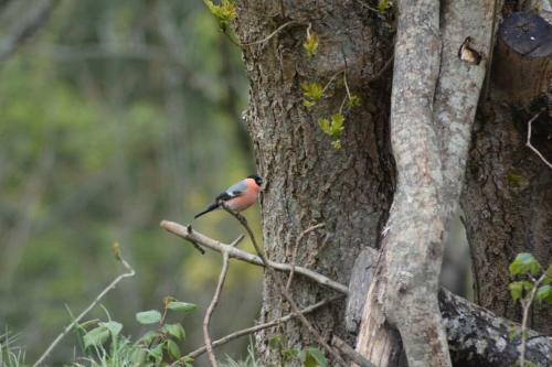Apartamento Treehut, Nature, Birds, Silence And Fjord