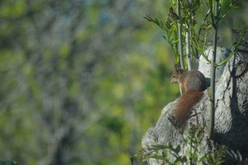 Apartamento Treehut, Nature, Birds, Silence And Fjord