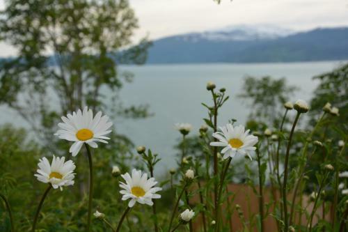 Apartamento Treehut, Nature, Birds, Silence And Fjord