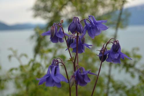 Apartamento Treehut, Nature, Birds, Silence And Fjord