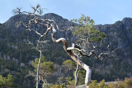 Apartamento Treehut, Nature, Birds, Silence And Fjord