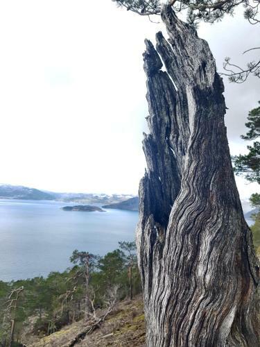 Apartamento Treehut, Nature, Birds, Silence And Fjord
