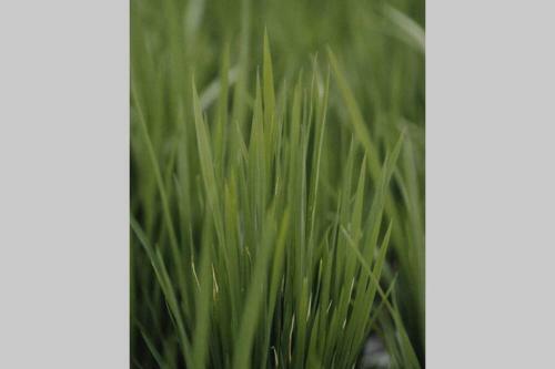 Villa The Sunny Lane Canggu