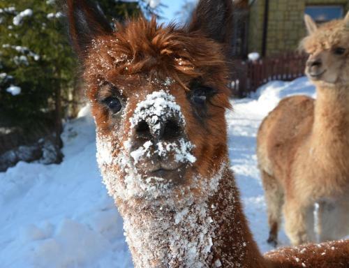 Lodge Domki Uroczysko