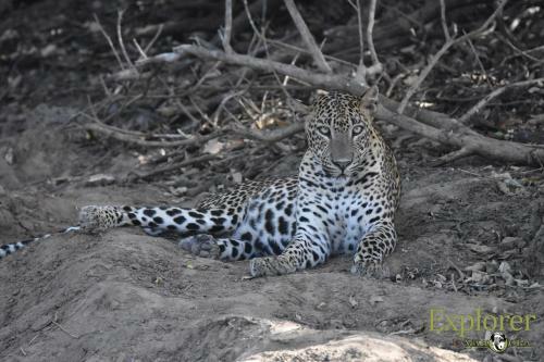 Hotel Mahoora Tented Safari Camp - Kumana