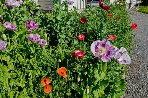 L�ng�nge Bed & Breakfast
