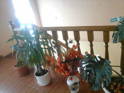 Hostal Pensiunea Georgiana