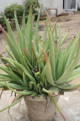 Albergue Auberge Keur Diame