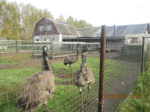 Agroturismo Ostrich Farm