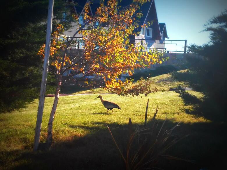Hotel Alto Calafate