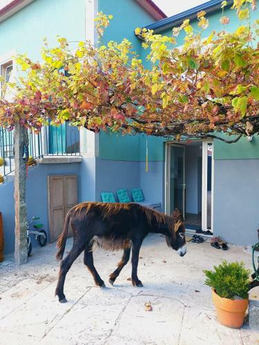 Agroturismo Quinta Da Quinhas - Alojamento Diverminho