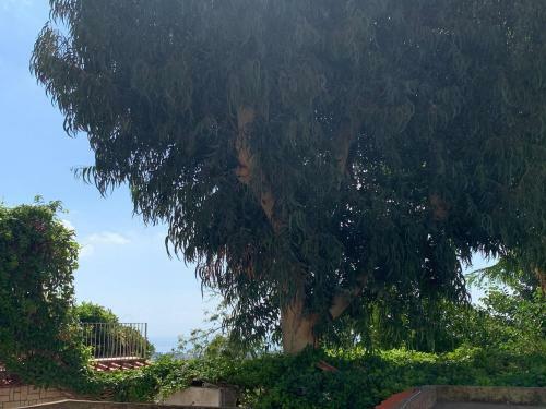 Apartamento Appartamento Ischia Porto