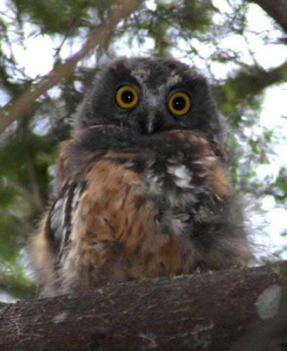 Bed & Breakfast Morepork Riverside Lodge