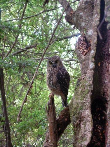 Bed & Breakfast Morepork Riverside Lodge