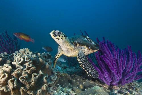 Hotel Masira Island Resort