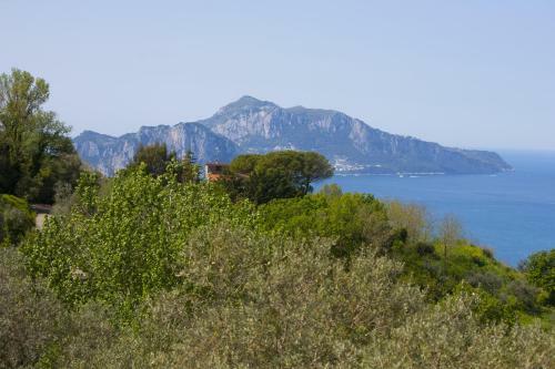 Amore Rentals - Villa Venus