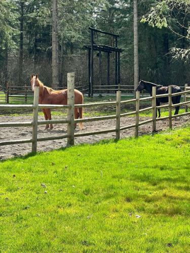 Agroturismo Nisqually Highland Ranch!