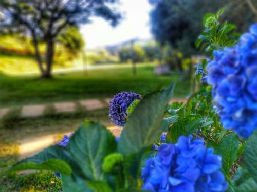 Bed & Breakfast Pousada S�tio Vale Das Olivas