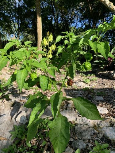 Bed & Breakfast Canjam Retreat