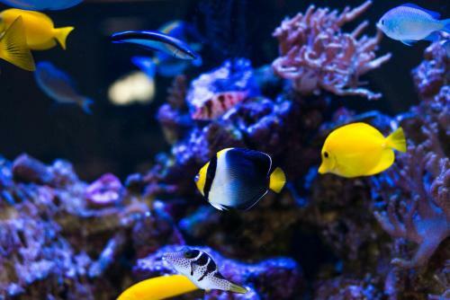 Hostal Vaughans Anchor Inn