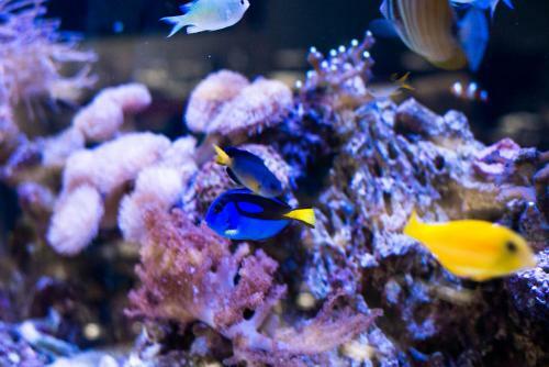 Hostal Vaughans Anchor Inn