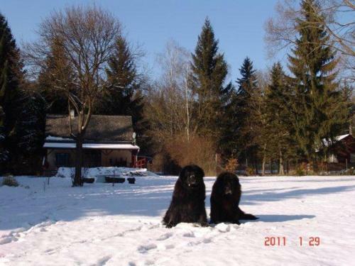 Apartamento B�rzs�nyliget Vend�gh�z