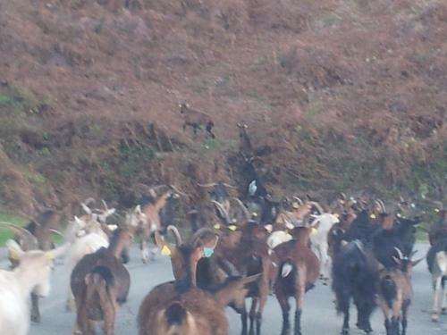 G�te La Fontaine Corse