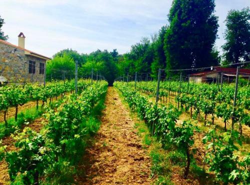 Agroturismo Agriturismo Il Bosco