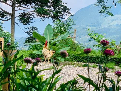 Hotel Sapa Rosie House