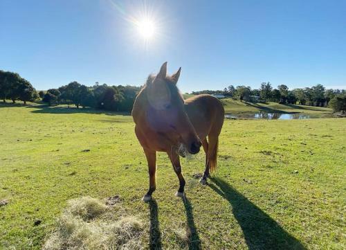 Cooroy Old World Charm, - Amazing Views - Farm Stay