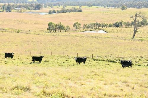 Somerton Barn: Alpacas, Cattle & Amazing Views